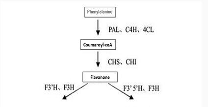 (-)-Epicatechin gallate (-)-Epicatechin gallate