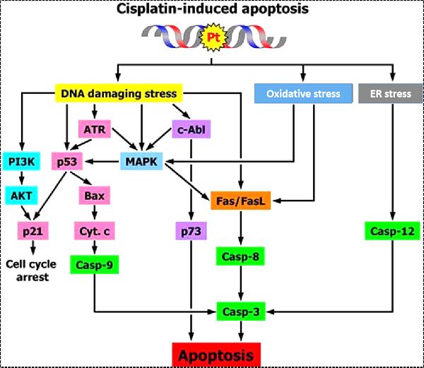 动员虾兵蟹将一起作战——诱导细胞产生ROS(活性氧)触发细胞死亡.png 动员虾兵蟹将一起作战——诱导细胞产生ROS(活性氧)触发细胞死亡.png