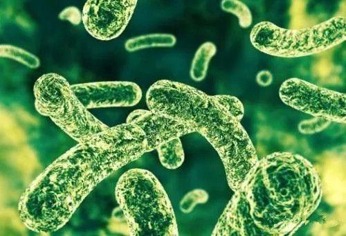 杆菌肽.jpeg 杆菌肽.jpeg