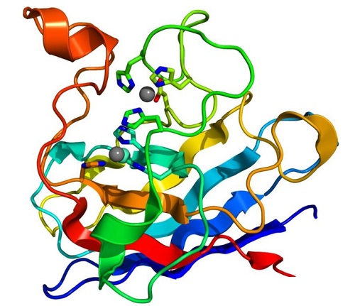 超氧化物歧化酶 超氧化物歧化酶