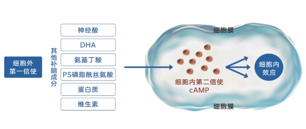 环磷酸腺苷 生命第二信使 环磷酸腺苷 生命第二信使