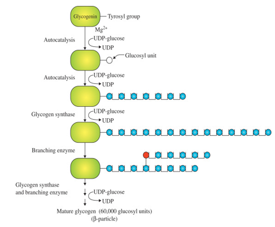 GLYCOGEN synthesis GLYCOGEN synthesis
