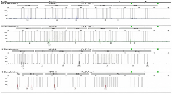 MDA-MB-468细胞 (人乳腺癌细胞)STR鉴定结果