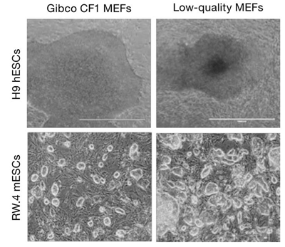 小鼠胚胎成纤维细胞