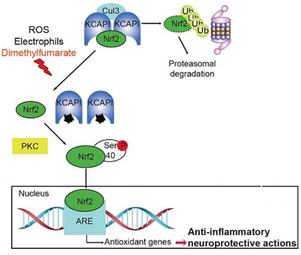 富马酸二甲酯 作用机制示意图 富马酸二甲酯 作用机制示意图
