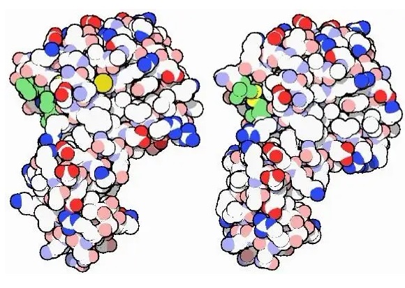 Lysozyme Structure