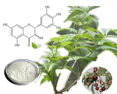 护肝降糖—藤茶提取物二氢杨梅素