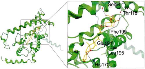 图2 柴胡皂苷 A与MSMO活性位点的结合模式.png 图2 柴胡皂苷 A与MSMO活性位点的结合模式.png