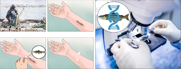 鲑鱼精DNA的发现