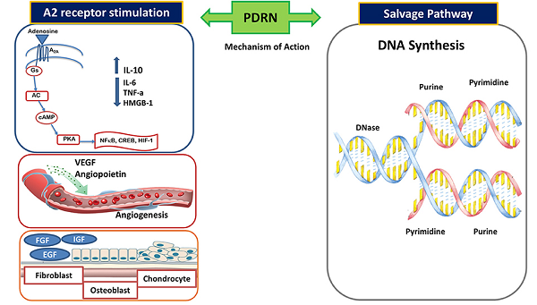 鲑鱼精DNA作用机制