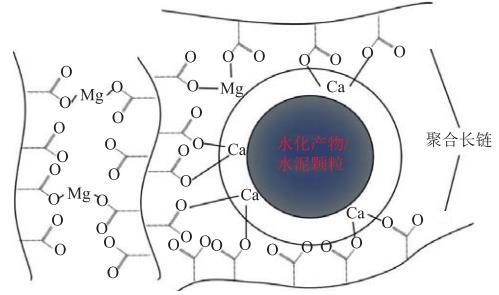 水泥颗粒/水化产物与丙烯酸镁聚合物的交联 水泥颗粒/水化产物与丙烯酸镁聚合物的交联