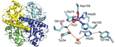 人源铜锌超氧化物歧化酶的生理功能有哪些？