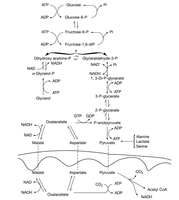 The pathway of hepatic gluconeogenesis