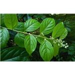 Triptonine B; Tripterygium wilfovdii extract