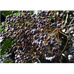 Ligustrum lucidum Ext