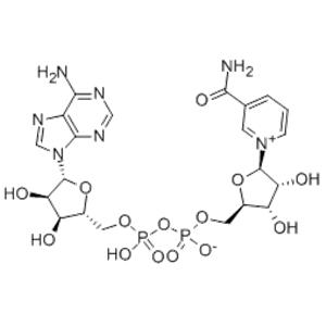 beta-Diphosphopyridine nucleotide