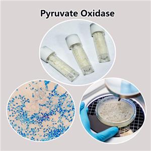 Pyruvate Oxidase