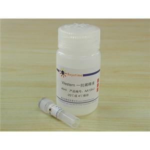 ACTIN抗体(小鼠单抗)