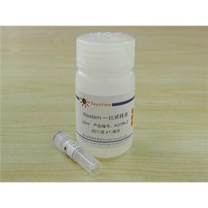 谷胱甘肽S转移酶单克隆抗体