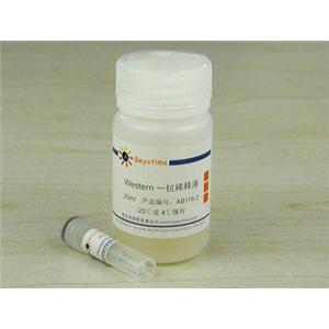 Phospho-Bcl-2(Ser70)抗体(兔单抗)