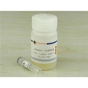 Phospho-ATR(Ser428)抗体(兔多抗)