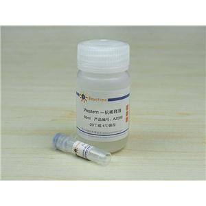 α-Smooth Muscle Actin Rabbit Polyclonal Antibody