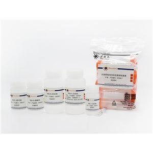 质粒大量抽提试剂盒