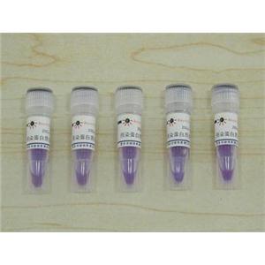 预染蛋白质分子量标准(19-117kD)