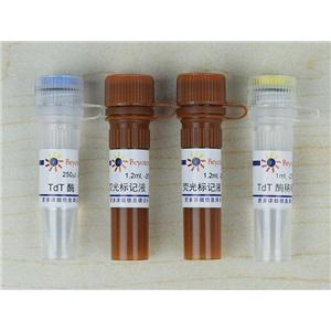 一步法TUNEL细胞凋亡检测试剂盒(绿色荧光)