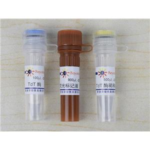 一步法TUNEL细胞凋亡检测试剂盒(绿色荧光)