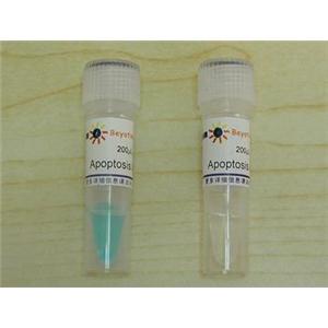 细胞凋亡阳性对照试剂盒