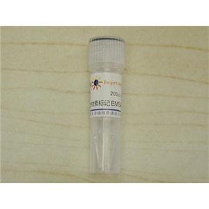 生物素标记EMSA探针－β-Catenin/TCF (0.2μM)