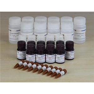 双萤光素酶报告基因检测试剂盒