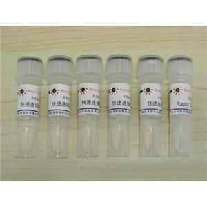 快速DNA连接试剂盒