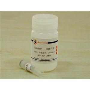 VEGF抗体(兔多抗)