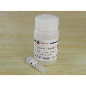 Tubulin抗体(小鼠单抗)