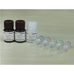 TUNEL细胞凋亡检测试剂盒(显色法)