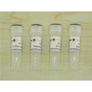 T4 RNA Ligase