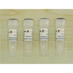 T4 Polynucleotide Kinase