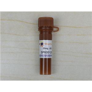 SP600125 (JNK抑制剂)