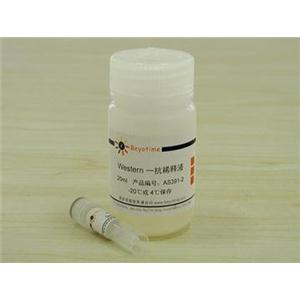 Sirt1/Sir2抗体(兔多抗)