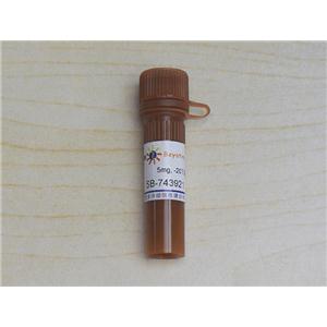 SB-743921 (KSP抑制剂)