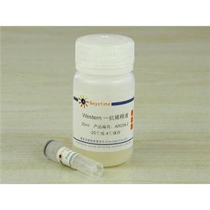 Rab5抗体(小鼠单抗)