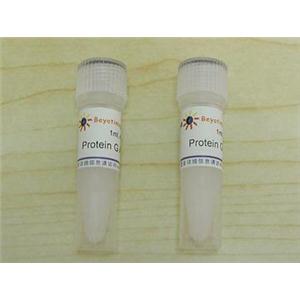 Protein G Agarose (Fast Flow, 进口分装)