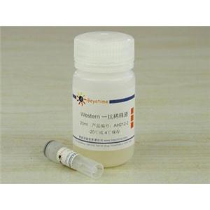 Phospho-HER2/ErbB2(Tyr1221/1222)抗体(兔单抗)