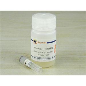 Phospho-Histone H3(Ser10)抗体(小鼠单抗)