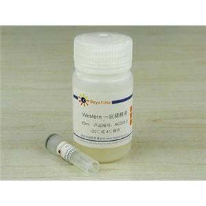 Phospho-CENP-A(Ser7)抗体(兔多抗)