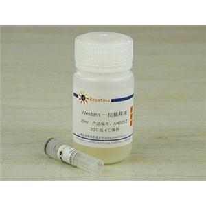 Nestin抗体(小鼠单抗)