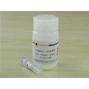 Myc抗体(小鼠单抗)