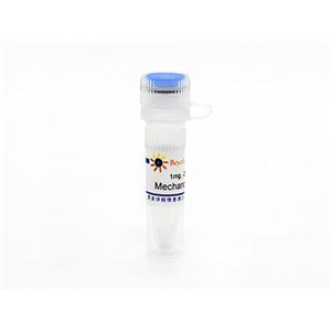 Mechano Growth Factor (机械生长因子)